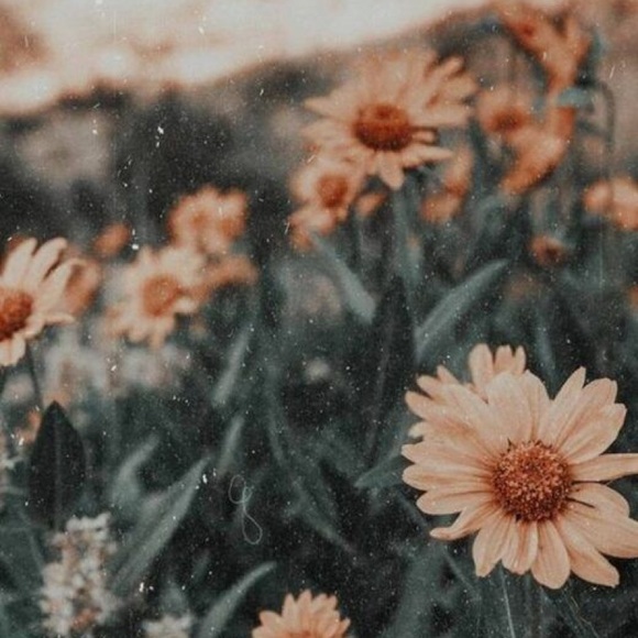 Meet your Posher, Ava - Picture 2 of 3